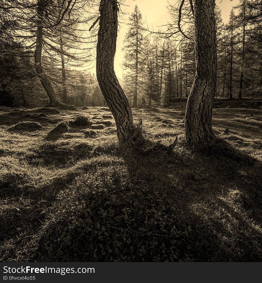 Woodland, Tree, Forest, Nature