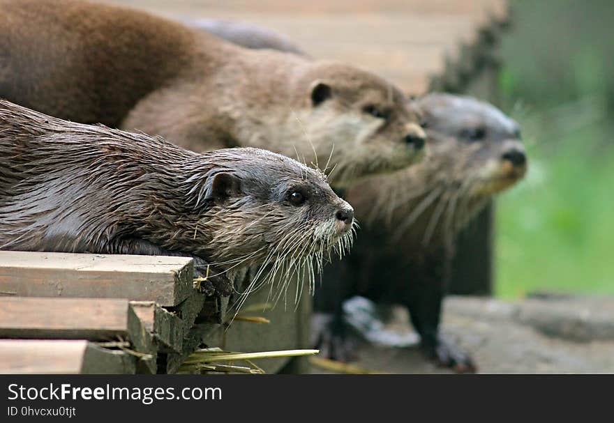 Mammal, Otter, Fauna, Mustelidae