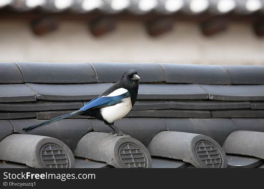 Bird, Beak