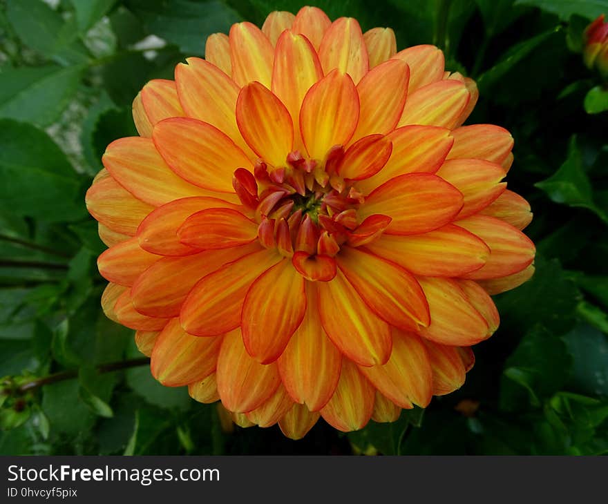 Flower, Yellow, Plant, Petal