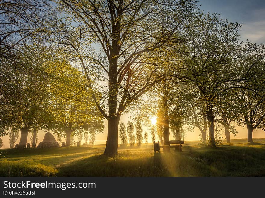 Nature, Tree, Sky, Woody Plant