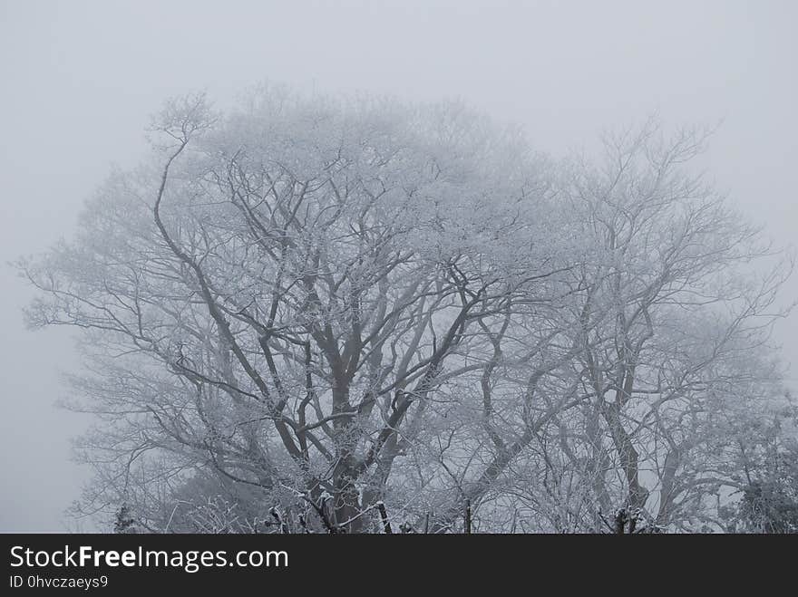 Branch, Tree, Fog, Sky