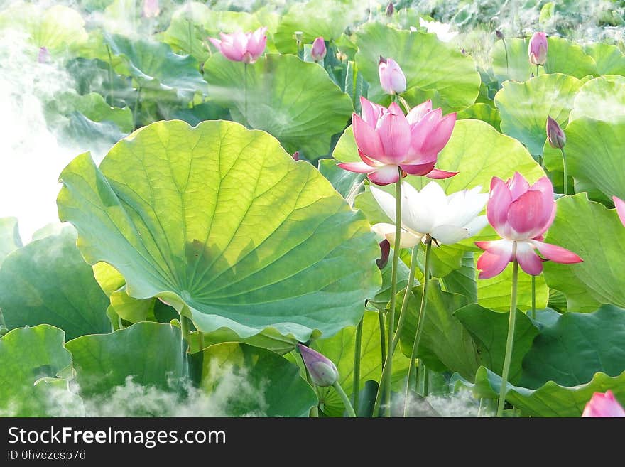 Flower, Plant, Lotus, Sacred Lotus