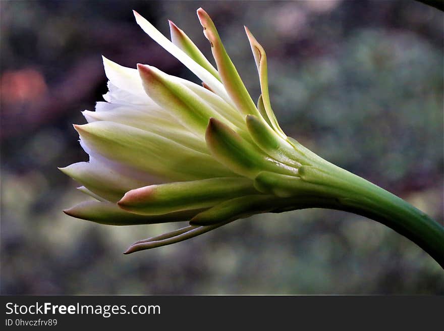 Plant, Flora, Flower, Close Up