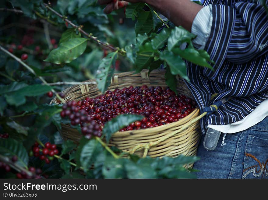 Berry, Local Food, Fruit, Natural Foods