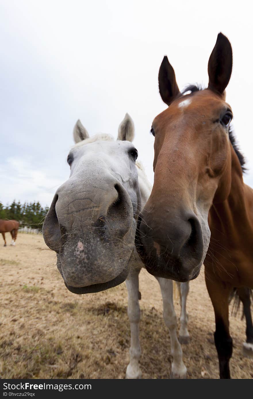 Horse, Horse Like Mammal, Halter, Mare