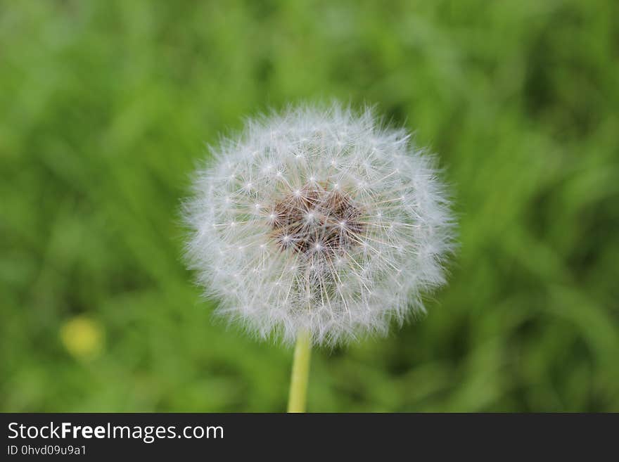 Flower, Dandelion, Flora, Plant