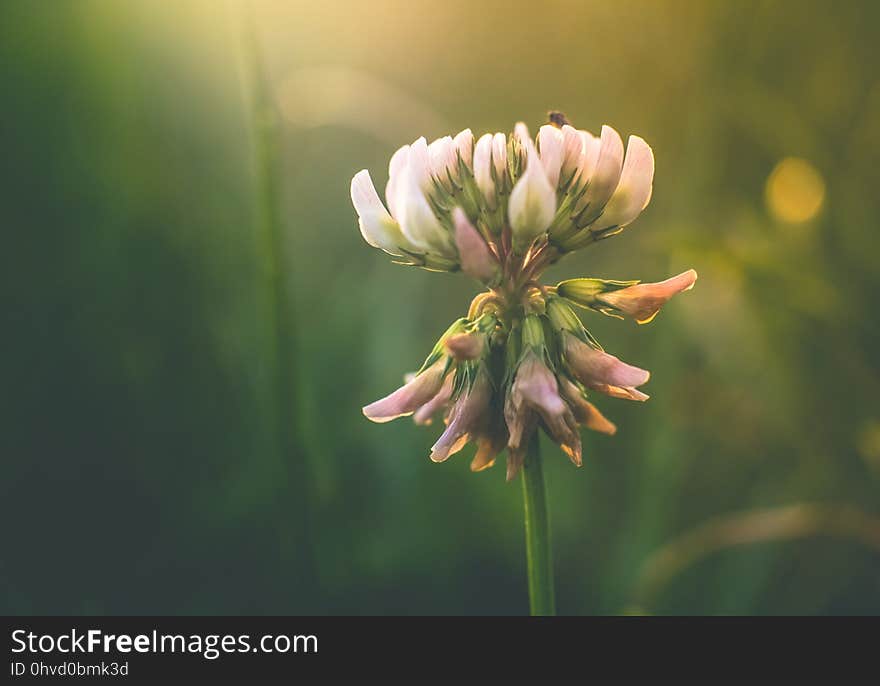 Flower, Flora, Plant, Wildflower