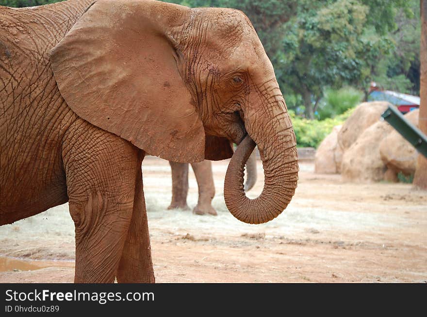 Elephant, Elephants And Mammoths, Indian Elephant, Terrestrial Animal