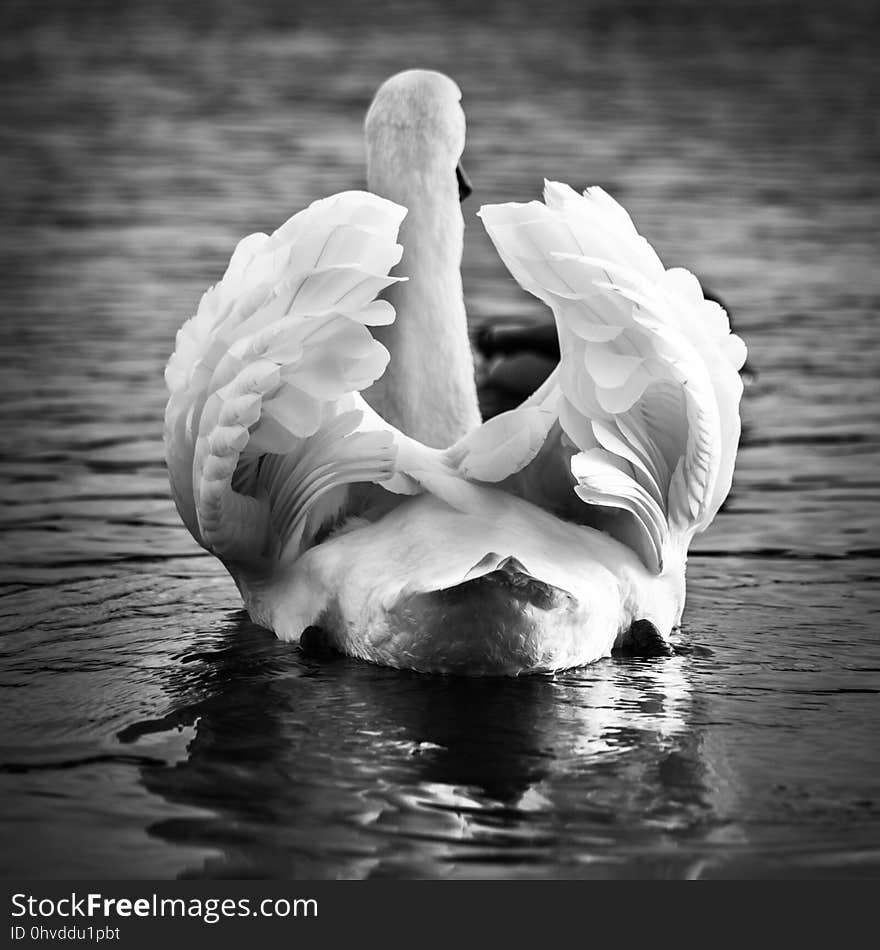 Water, White, Swan, Black And White