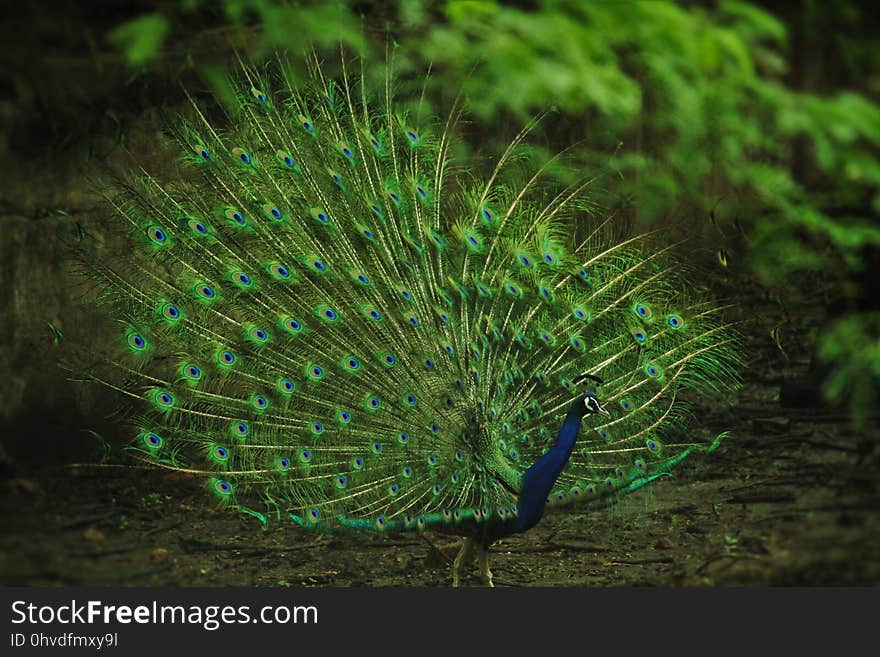 Peafowl, Ecosystem, Feather, Vegetation