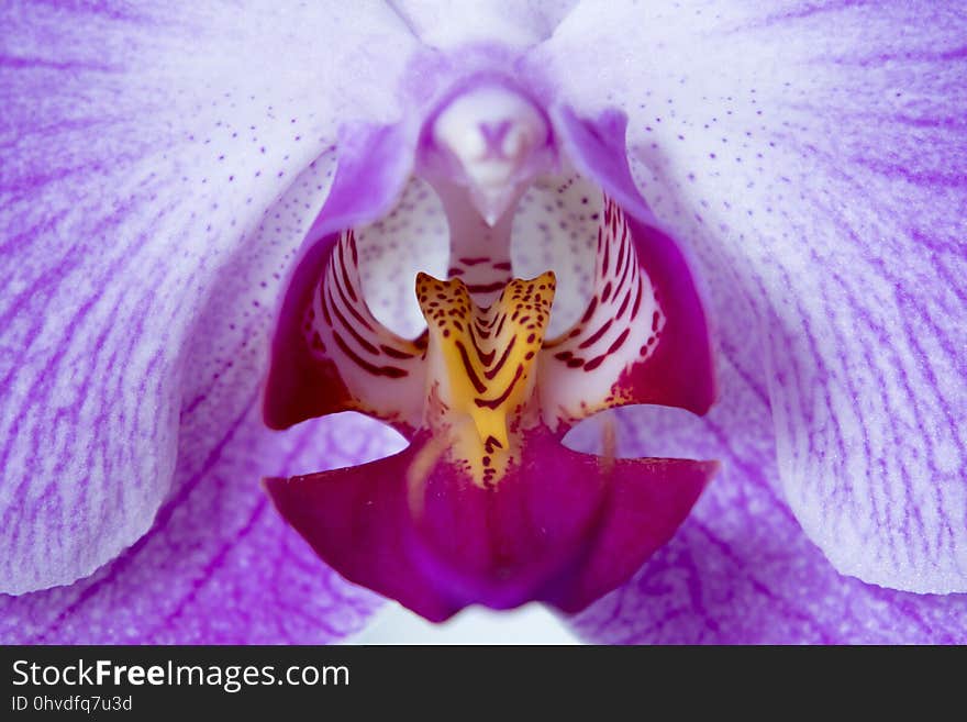 Flower, Flowering Plant, Flora, Violet