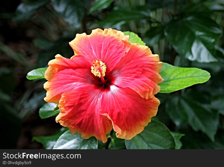 Flower, Hibiscus, Plant, Flowering Plant