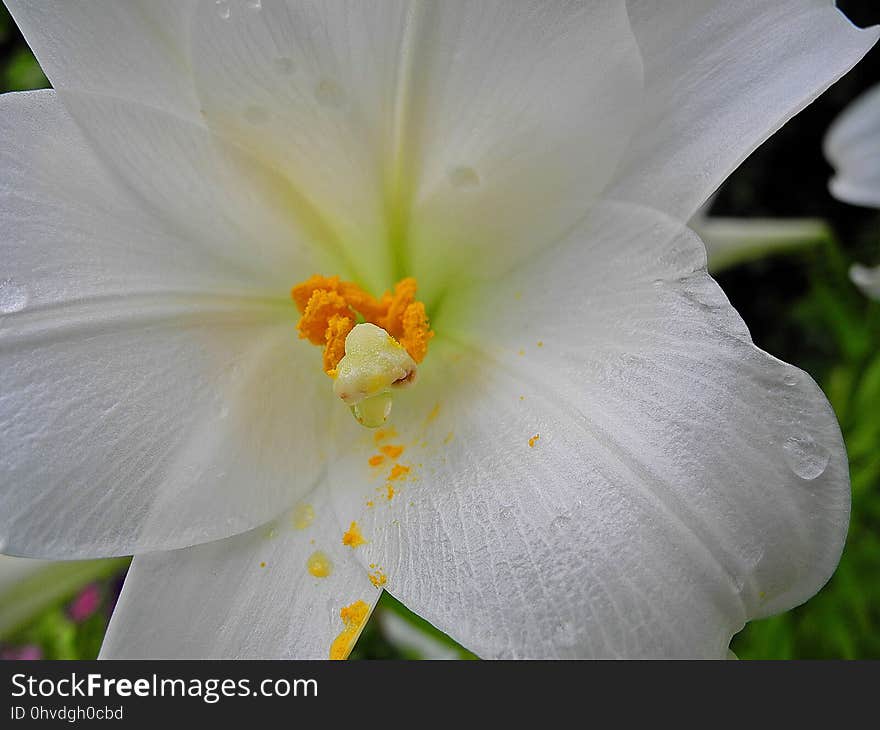 Flower, White, Yellow, Flora