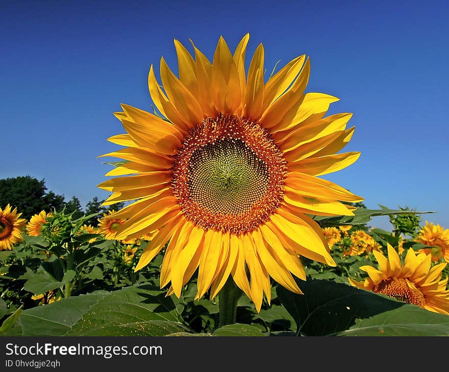 Flower, Sunflower, Flowering Plant, Sunflower Seed