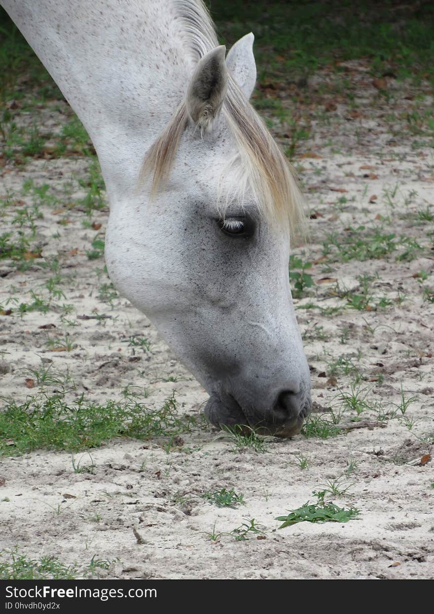 Horse, Fauna, Horse Like Mammal, Mane