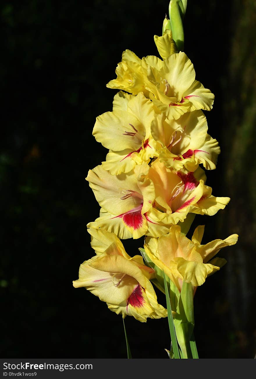 Flower, Flowering Plant, Plant, Gladiolus