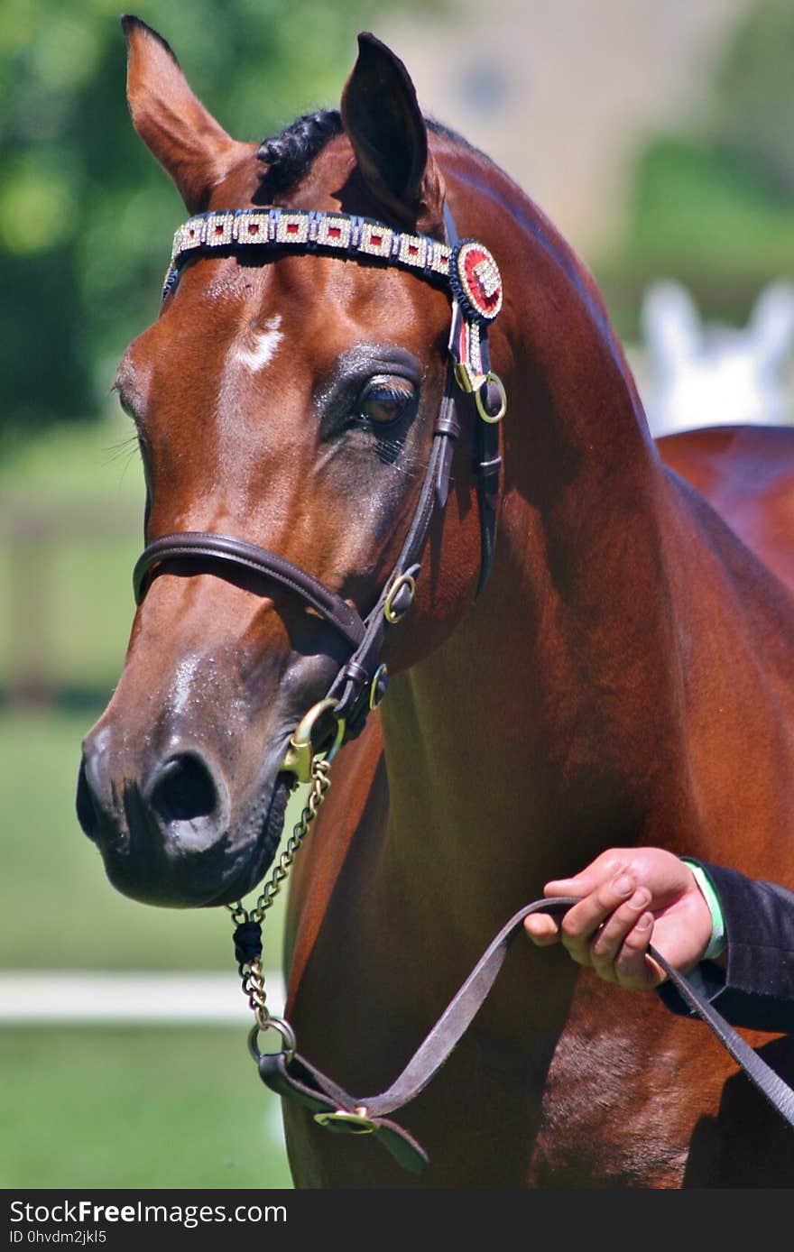 Horse, Bridle, Halter, Horse Harness