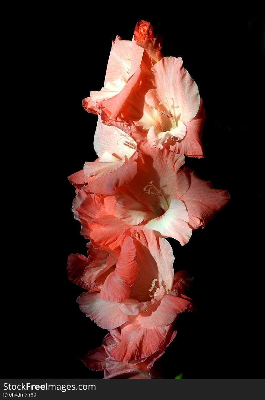 Flower, Flowering Plant, Pink, Gladiolus