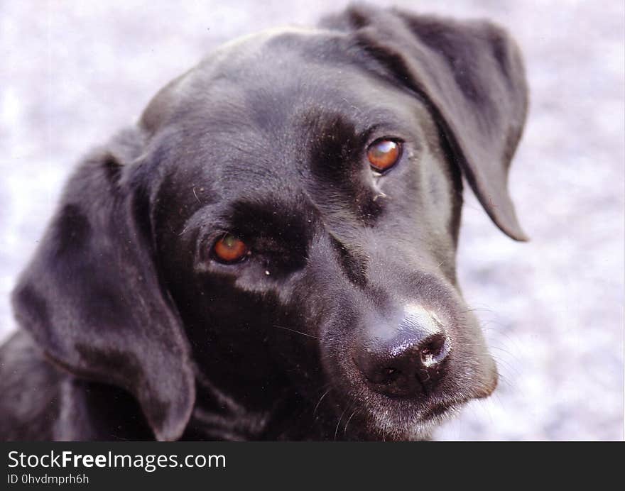 Dog, Dog Breed, Labrador Retriever, Dog Like Mammal