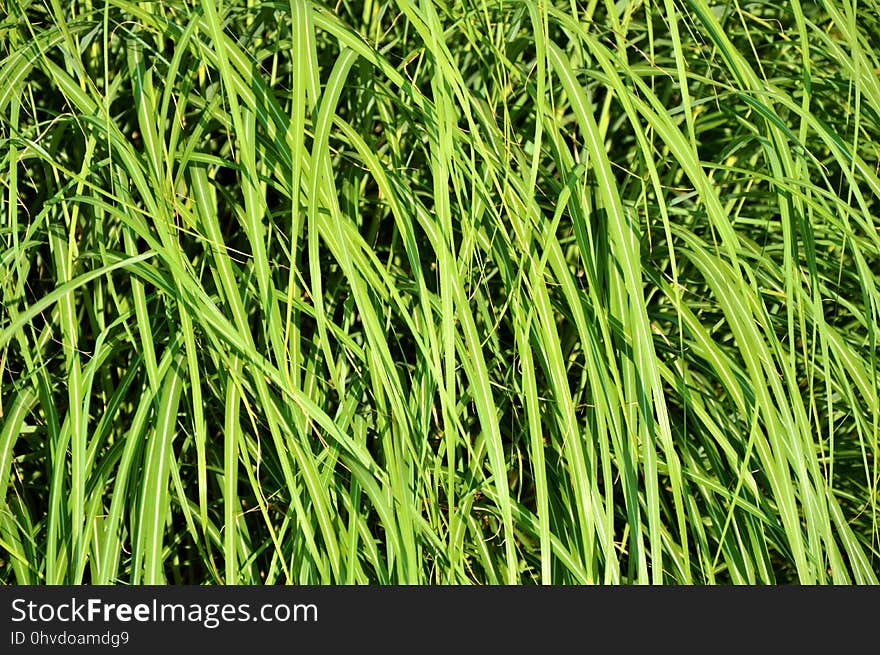 Grass, Vegetation, Grass Family, Plant