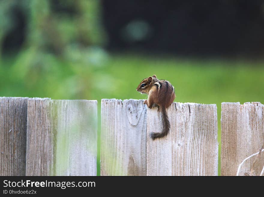 Fauna, Wildlife, Chipmunk, Squirrel