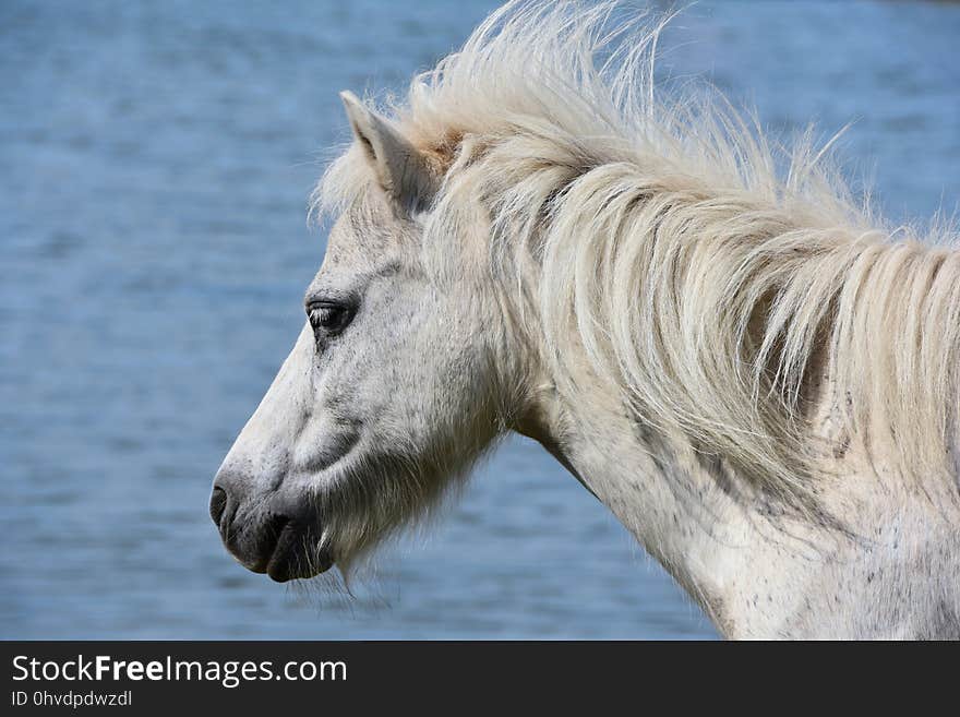 Horse, Mane, Fauna, Horse Like Mammal