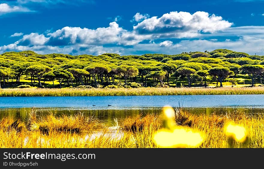 Nature, Vegetation, Ecosystem, Nature Reserve