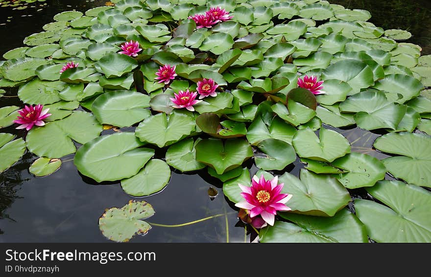 Flower, Plant, Flora, Aquatic Plant