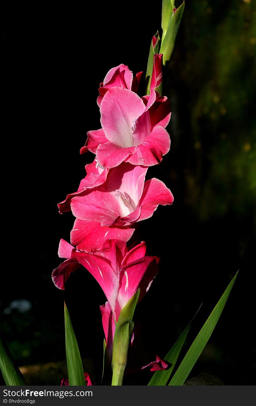 Flower, Plant, Flowering Plant, Pink