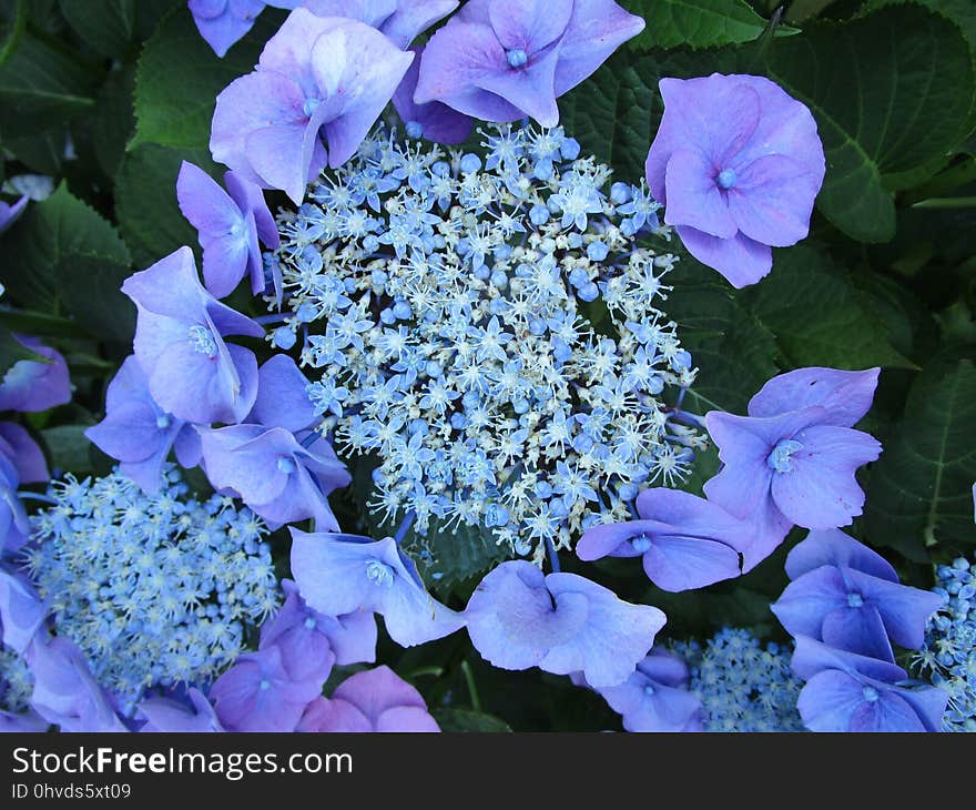 Flower, Blue, Plant, Flowering Plant