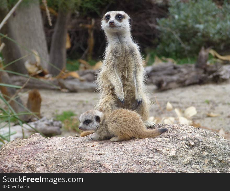 Meerkat, Mammal, Terrestrial Animal, Fauna