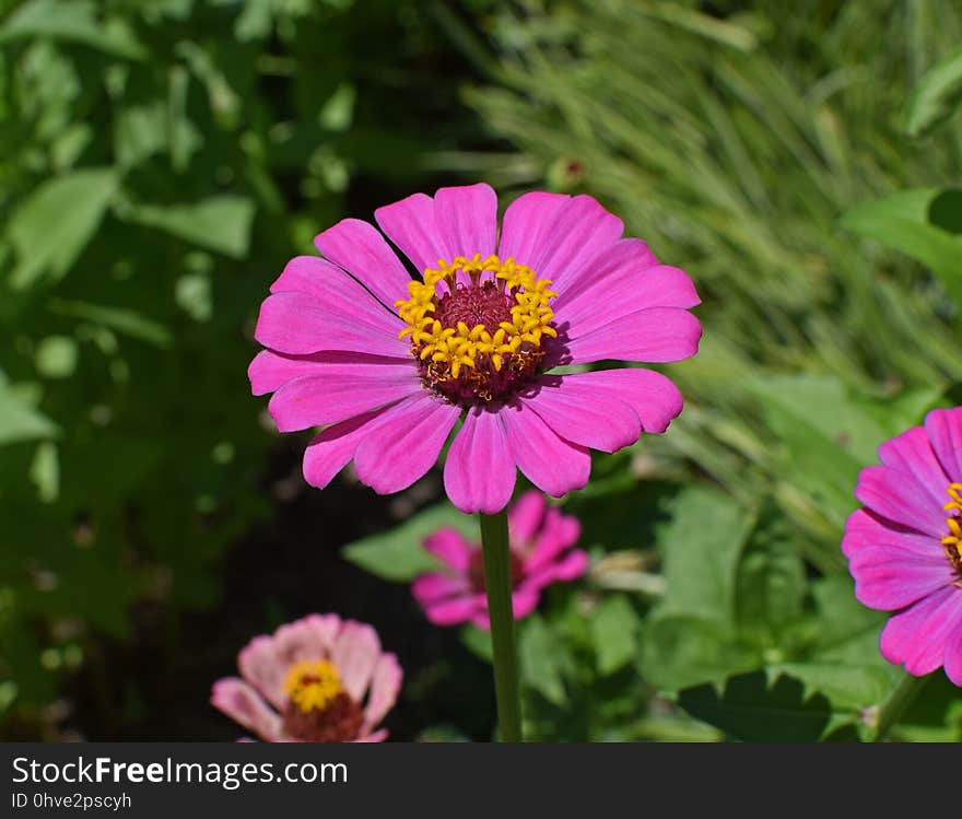 Flower, Flora, Plant, Garden Cosmos