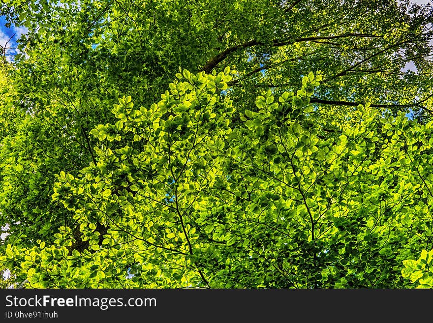 Vegetation, Ecosystem, Plant, Flora