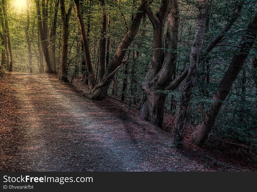 Woodland, Forest, Path, Nature