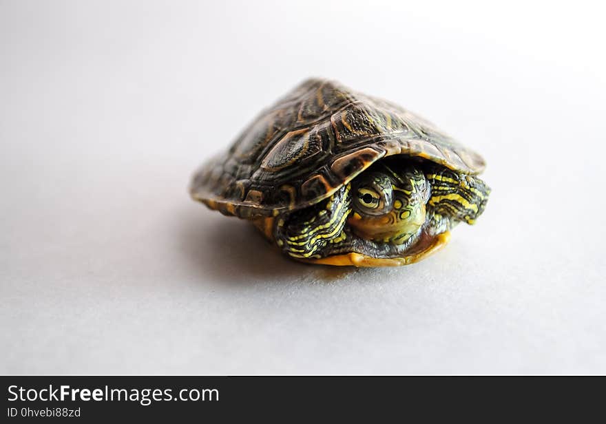 Turtle, Emydidae, Reptile, Tortoise