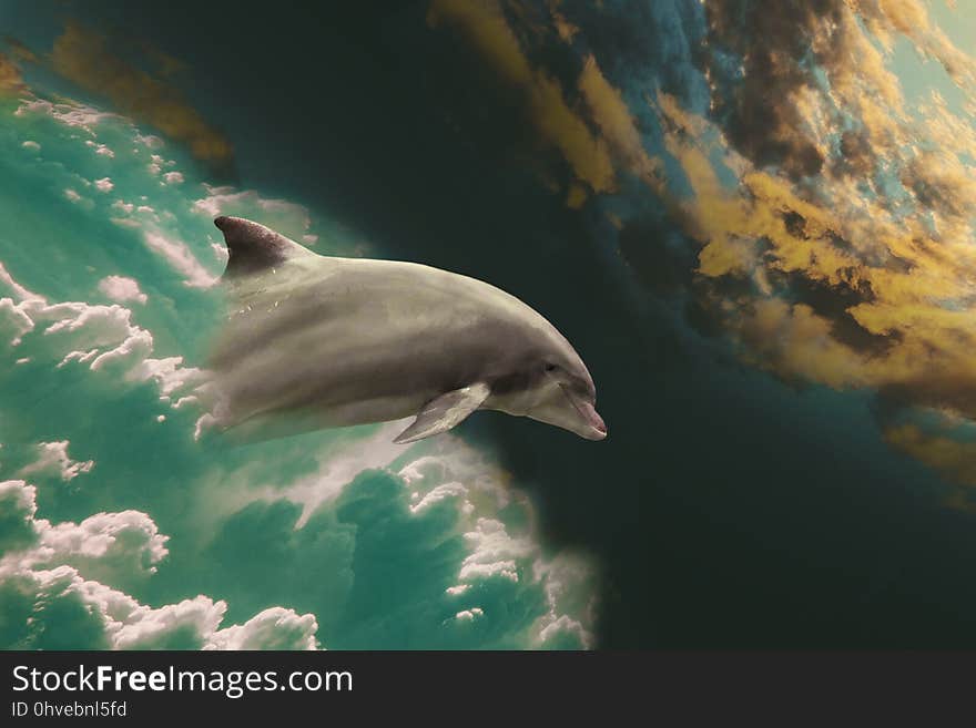 Dolphin, Marine Mammal, Whales Dolphins And Porpoises, Water