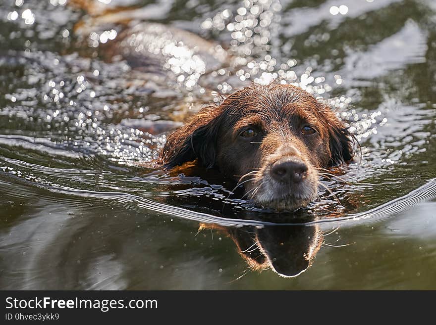 Dog, Water, Dog Like Mammal, Dog Breed