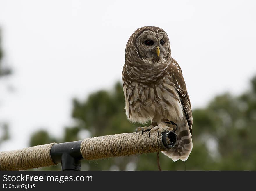 Owl, Bird, Fauna, Beak