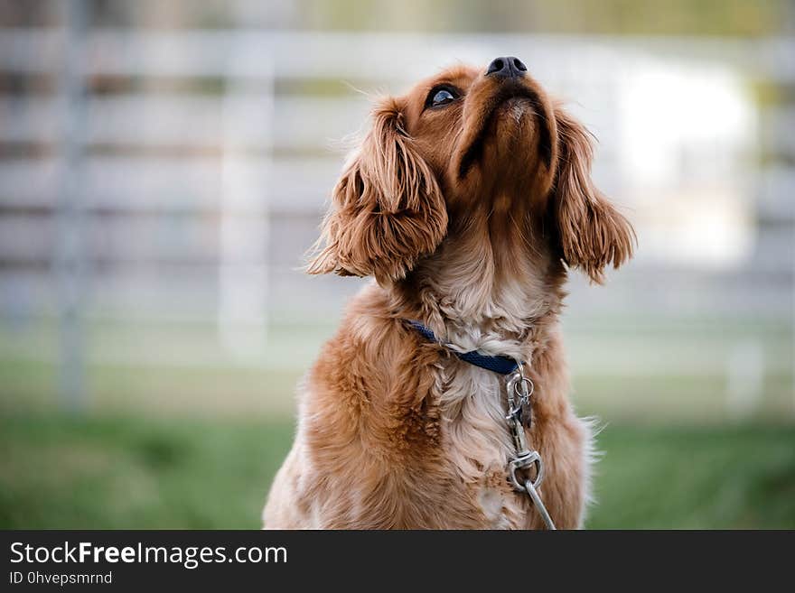 Dog, Dog Breed, Dog Like Mammal, Snout