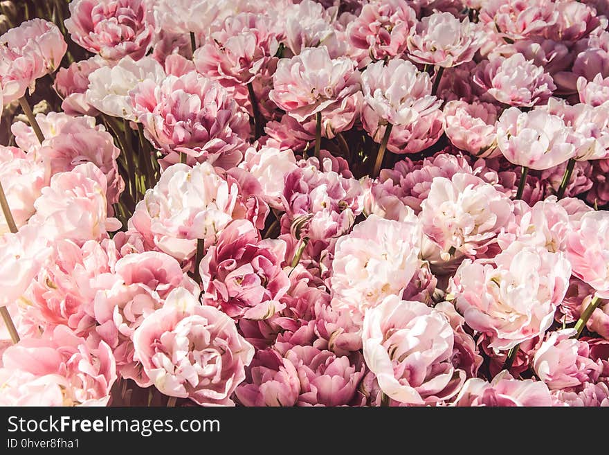 Flower, Flowering Plant, Pink, Plant