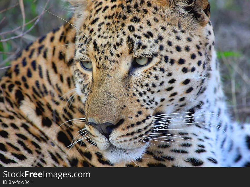 Leopard, Wildlife, Terrestrial Animal, Jaguar