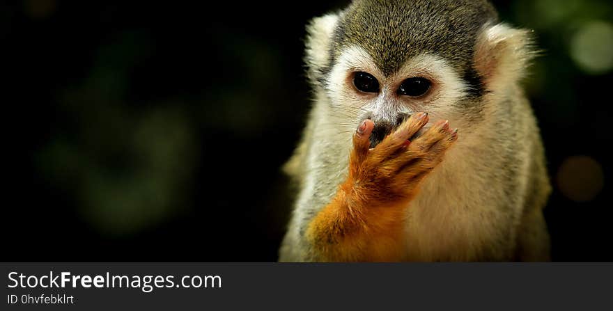 Fauna, Mammal, Squirrel Monkey, New World Monkey