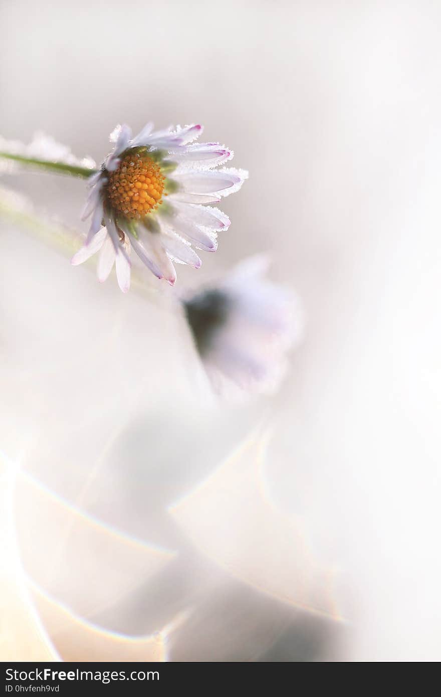 Flower, Petal, Close Up, Blossom