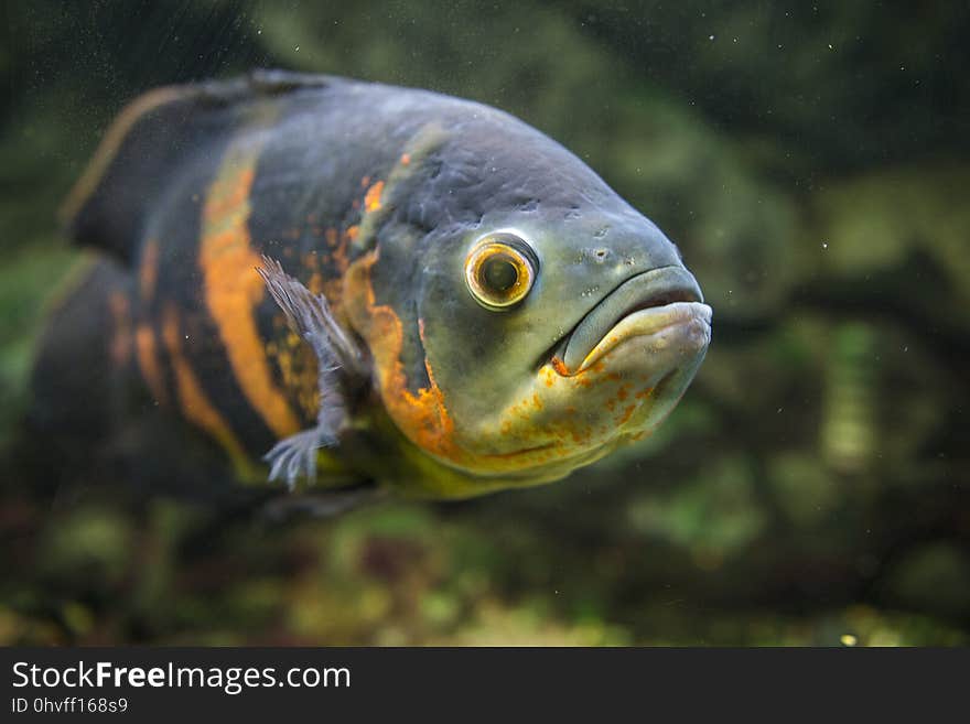 Fauna, Water, Close Up, Marine Biology