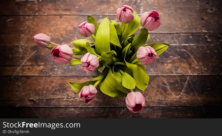 Flower, Plant, Flowering Plant, Yellow