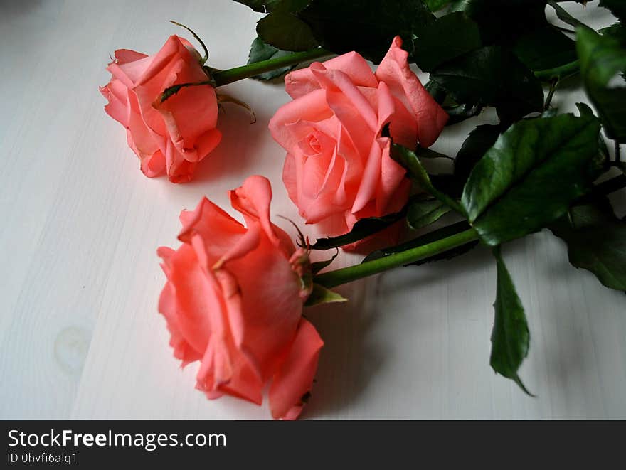 Flower, Garden Roses, Rose, Red