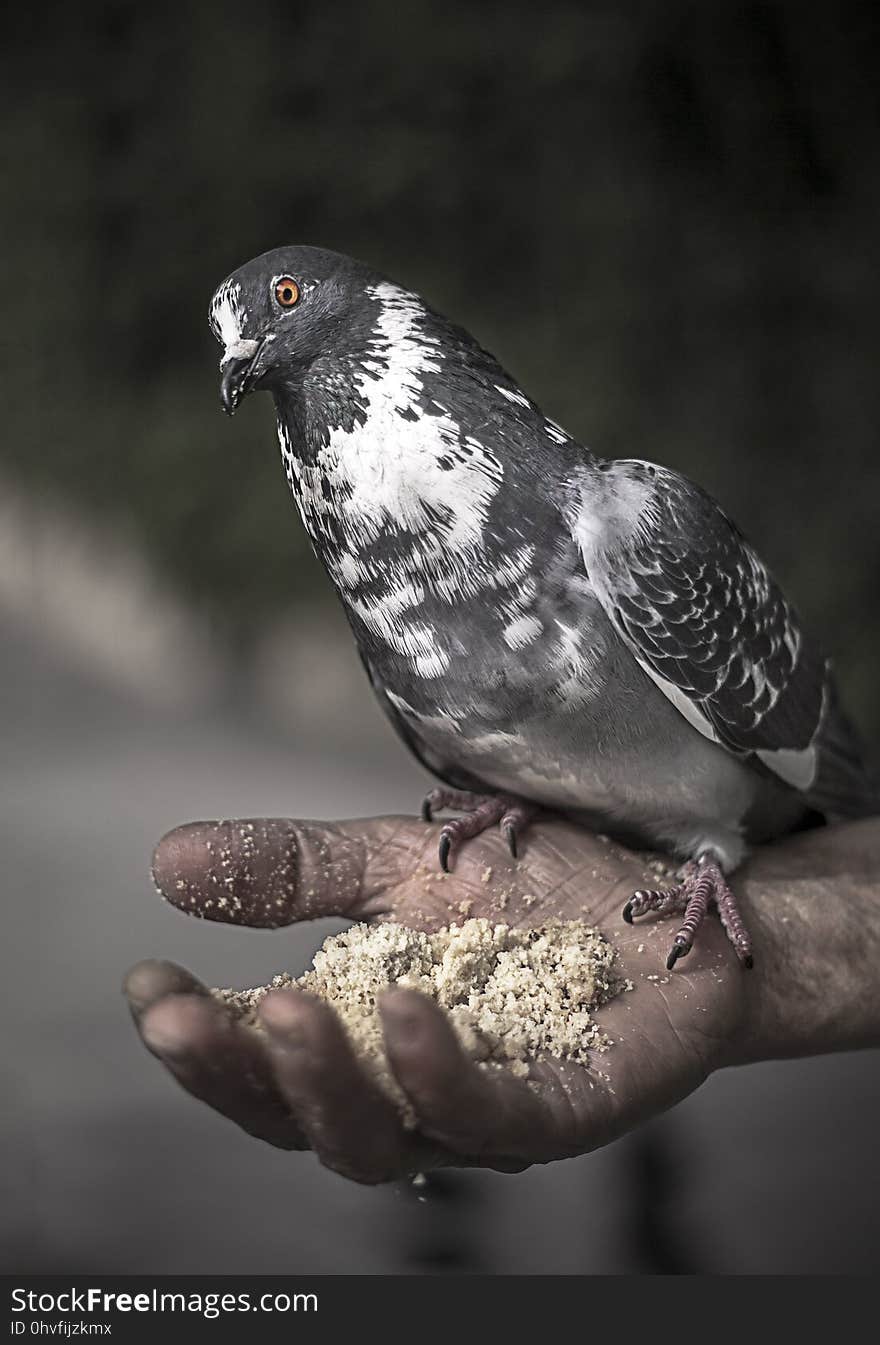 Bird, Beak, Fauna, Feather