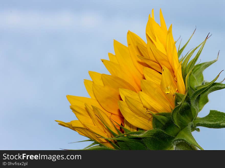 Flower, Yellow, Plant, Sunflower