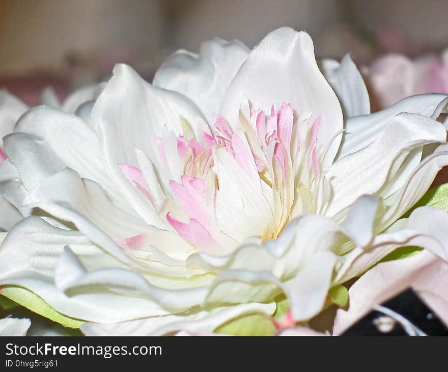 Flower, White, Pink, Flowering Plant